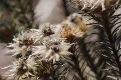 Phylica pubescens