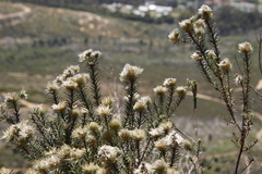 Phylica pubescens