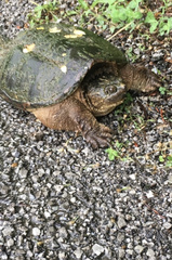 Chelydra serpentina
