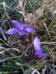Gentianella anisodonta
