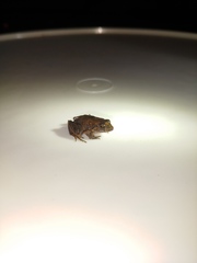 Craugastor stejnegerianus