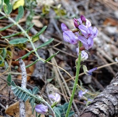 Astragalus cobrensis