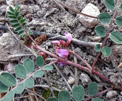 Astragalus cobrensis