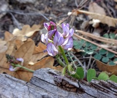 Astragalus cobrensis