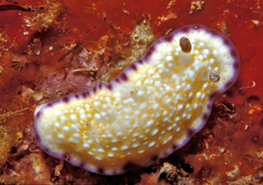 Goniobranchus albopustulosus