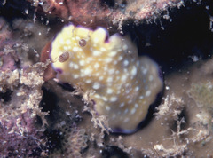 Goniobranchus albopustulosus