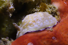 Goniobranchus albopustulosus