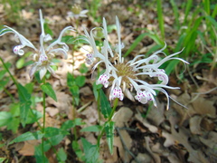 Monarda russeliana