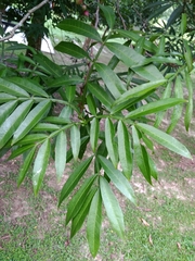 Lepisanthes alata