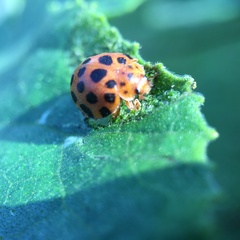 Henosepilachna vigintisexpunctata