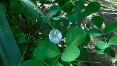 Clitoria ternatea albiflora
