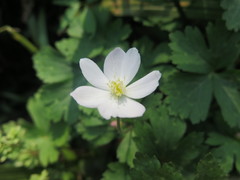 Anemonastrum flaccidum