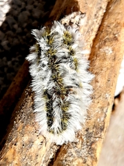 Megalopyge defoliata