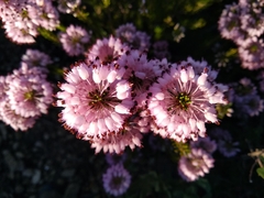 Erica multiflora