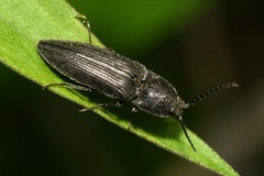 Cidnopus pilosus