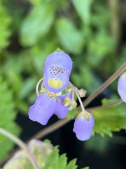 Jovellana punctata