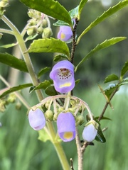 Jovellana punctata