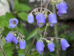 Jovellana punctata