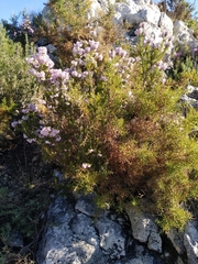 Erica multiflora