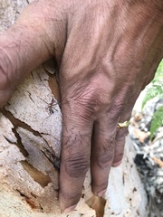 Leptomyrmex rufithorax