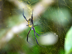 Trichonephila fenestrata