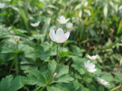 Anemonastrum flaccidum