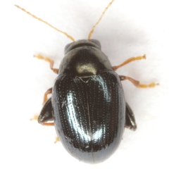 Chaetocnema bicolor