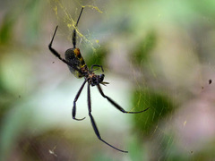 Trichonephila fenestrata
