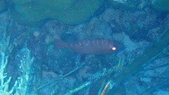 Heteropriacanthus cruentatus