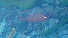 Heteropriacanthus cruentatus