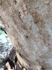 Leptomyrmex rufithorax