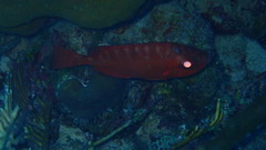 Heteropriacanthus cruentatus