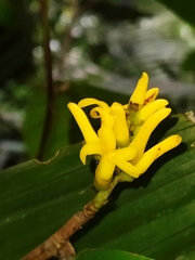 Paypayrola guianensis