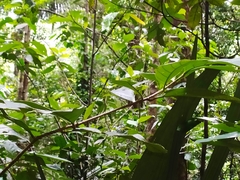 Paypayrola guianensis