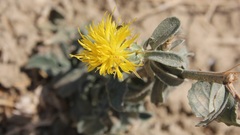 Centaurea sicula