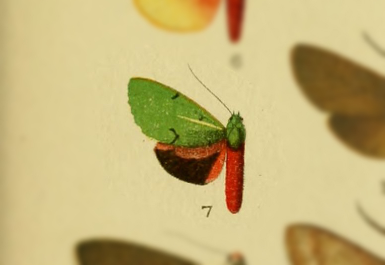 Palaeomolis metacauta