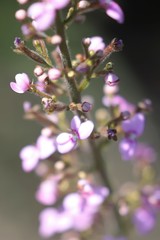 Stylidium elongatum