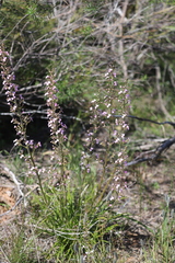 Stylidium elongatum