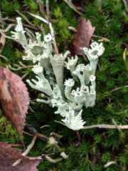 Cladonia sulphurina