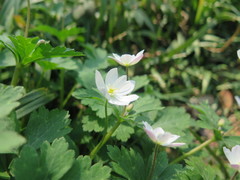 Anemonastrum flaccidum