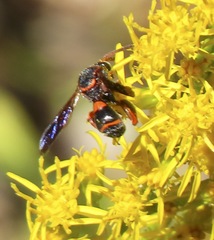 Leucospis slossonae