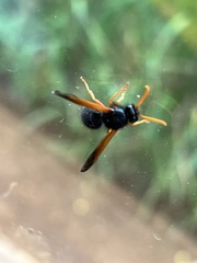 Hypodynerus vespiformis