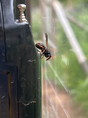 Hypodynerus vespiformis