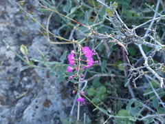 Cyphomeris gypsophiloides
