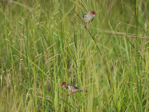 Orange-cheeked Waxbill