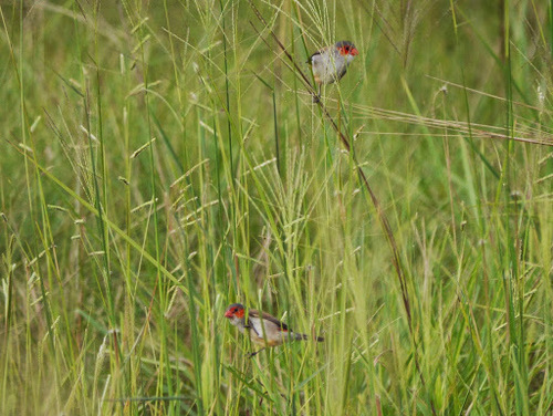 Orange-cheeked Waxbill