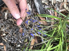 Dianella caerulea producta