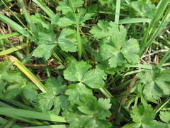 Anemonastrum flaccidum