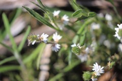 Scaevola virgata
