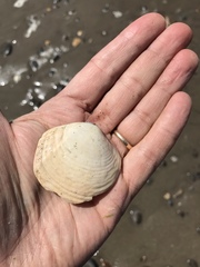Semele decisa